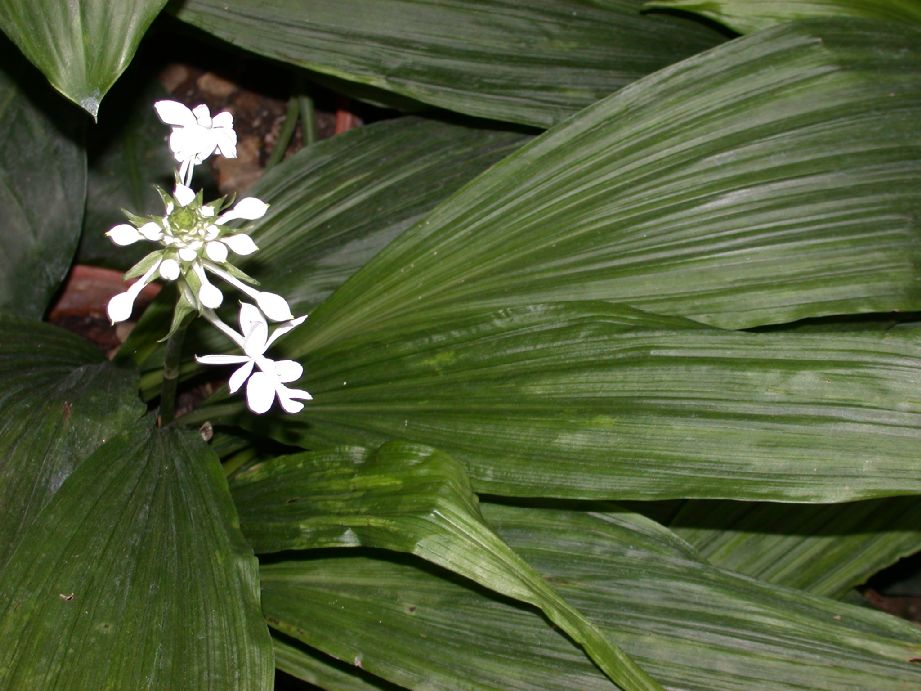 Orchidaceae Calanthe triplicata