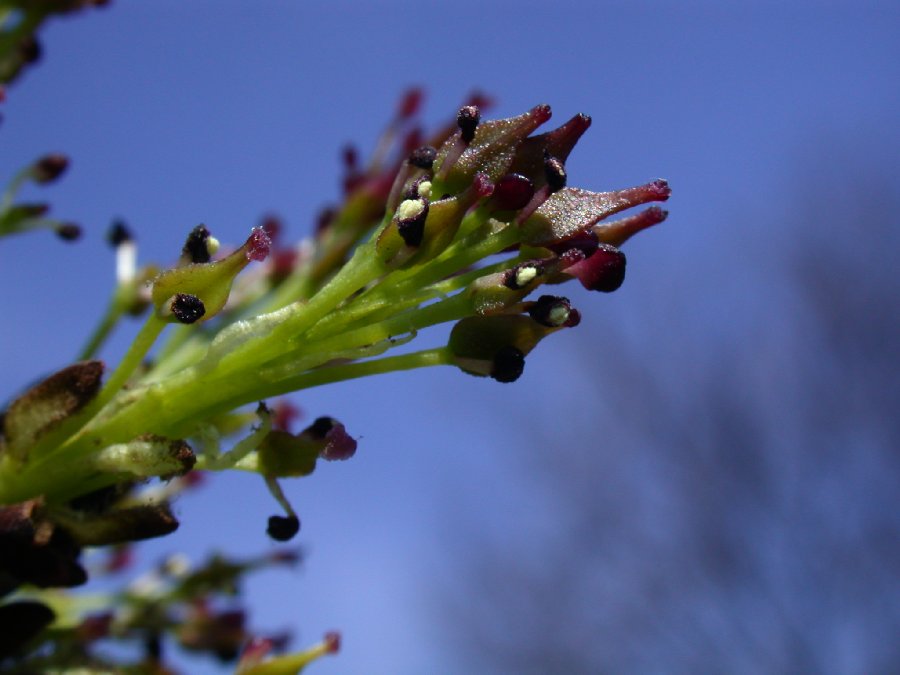Oleaceae Fraxinus excelsior