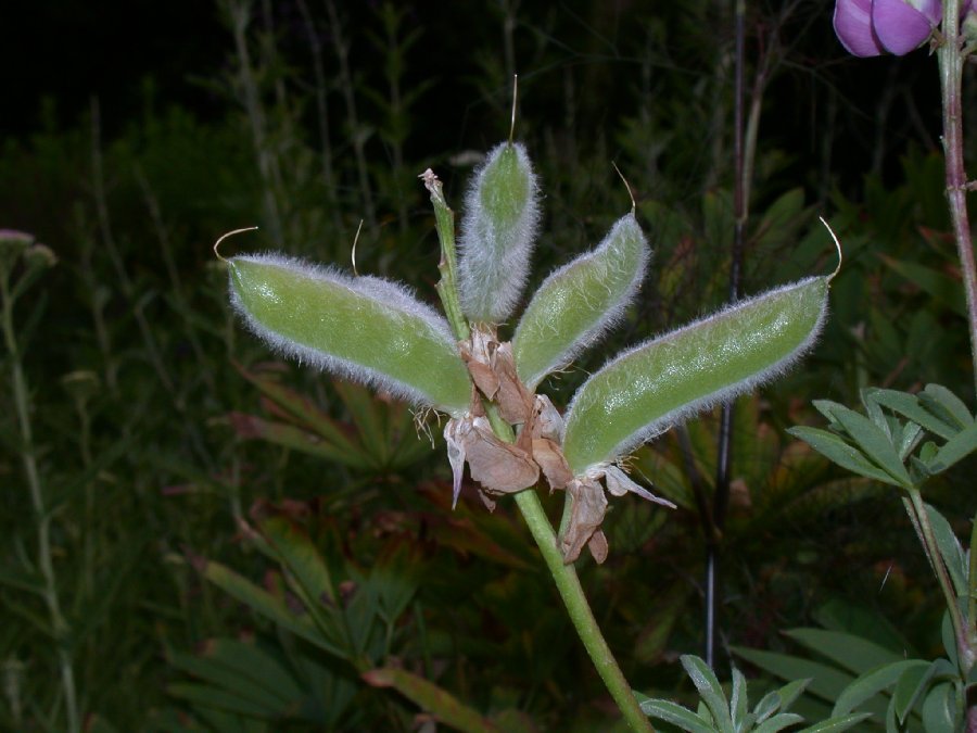 Fabaceae Lupinus 