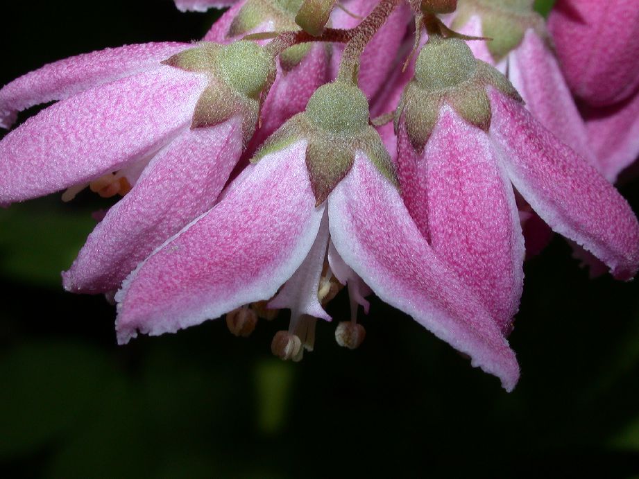 Hydrangeaceae Deutzia 