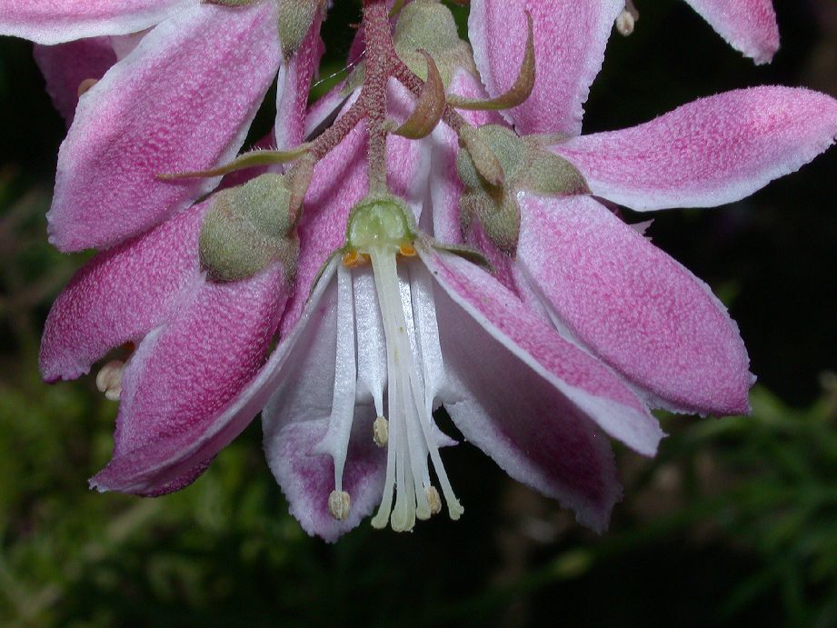 Hydrangeaceae Deutzia 