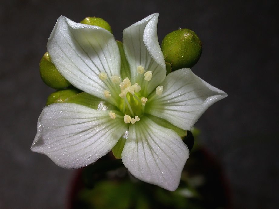 Droseraceae Dionaea muscipula