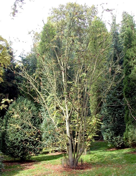 Aceraceae Dipteronia 