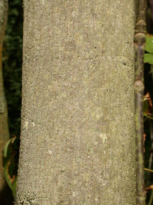 Aceraceae Dipteronia 
