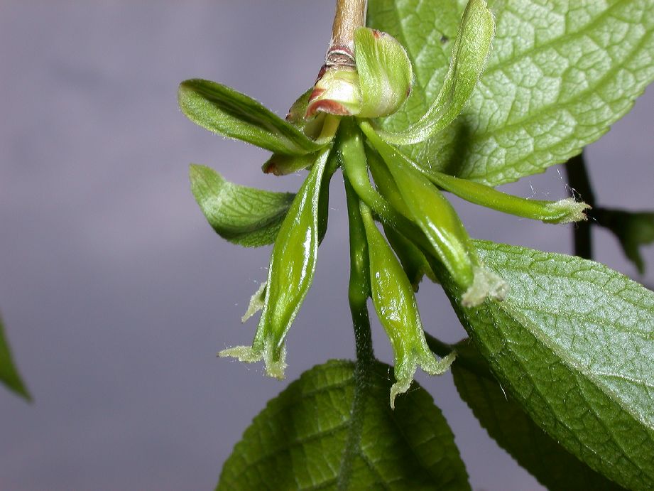 Eucommiaceae Eucommia ulmoides