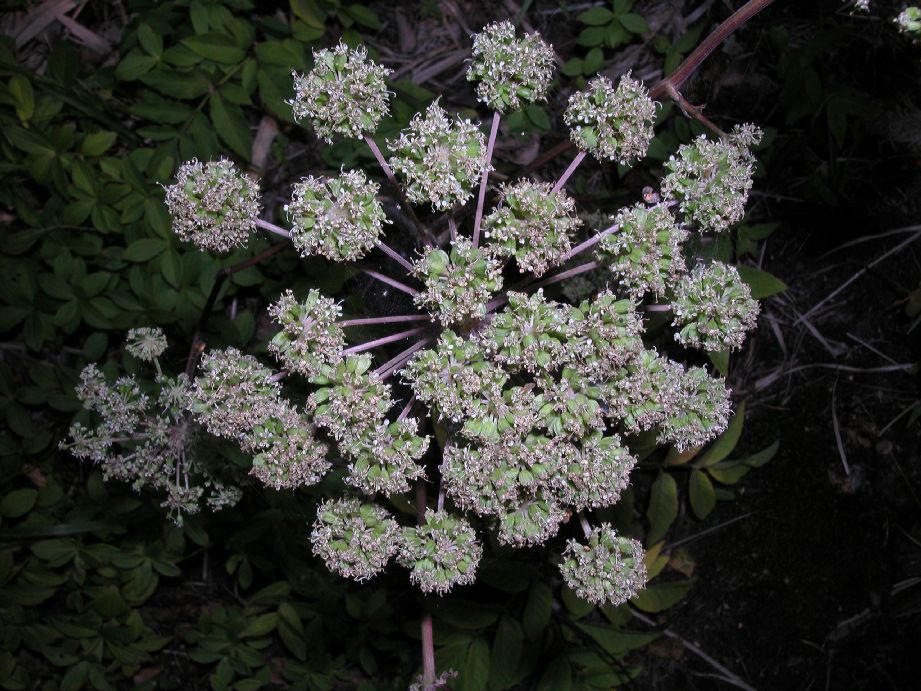 Apiaceae Heracleum 