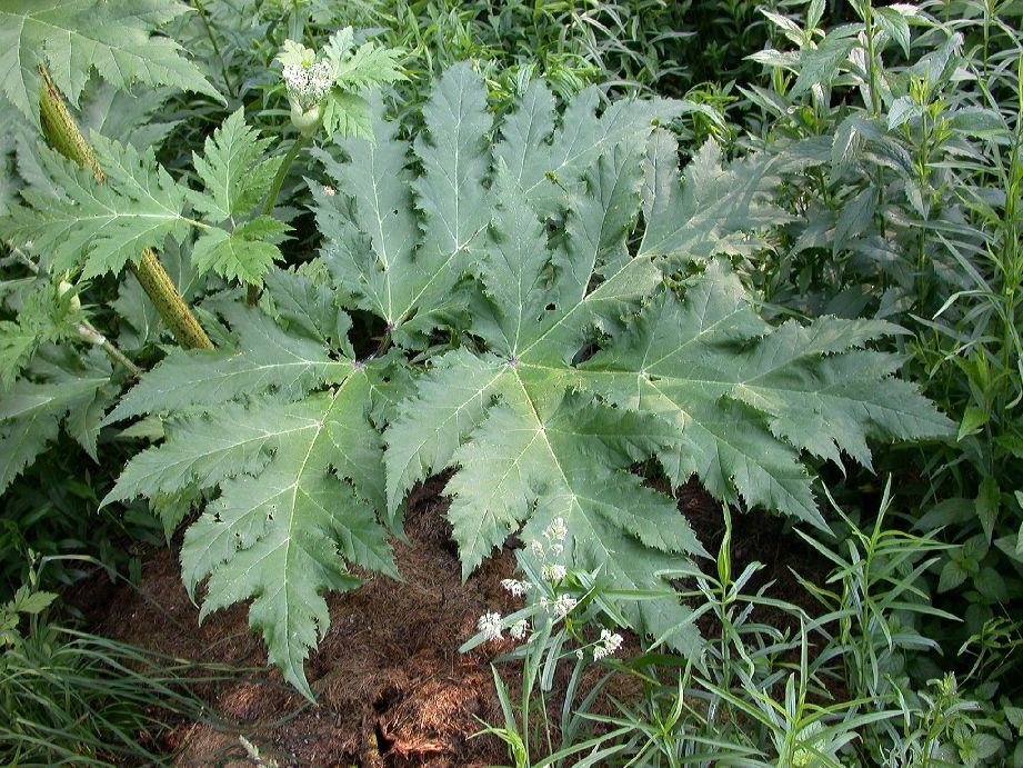 Apiaceae Heracleum mantegazzianum