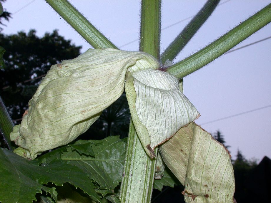 Apiaceae Heracleum mantegazzianum