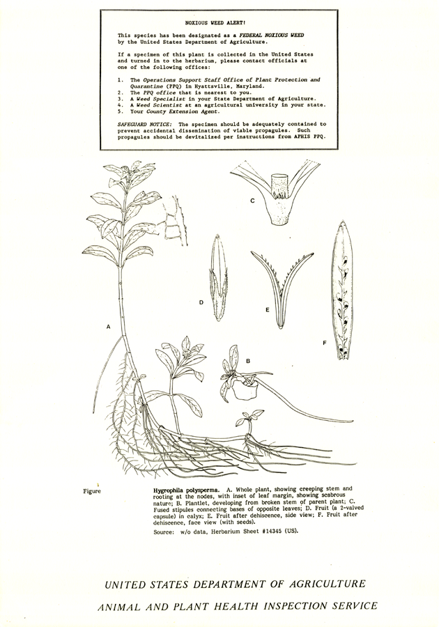 Acanthaceae Hygrophila polysperma