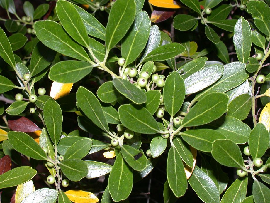 Aquifoliaceae Ilex glabra