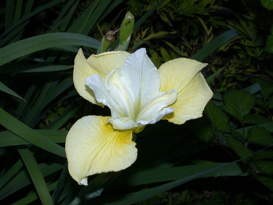 Iridaceae Iris 