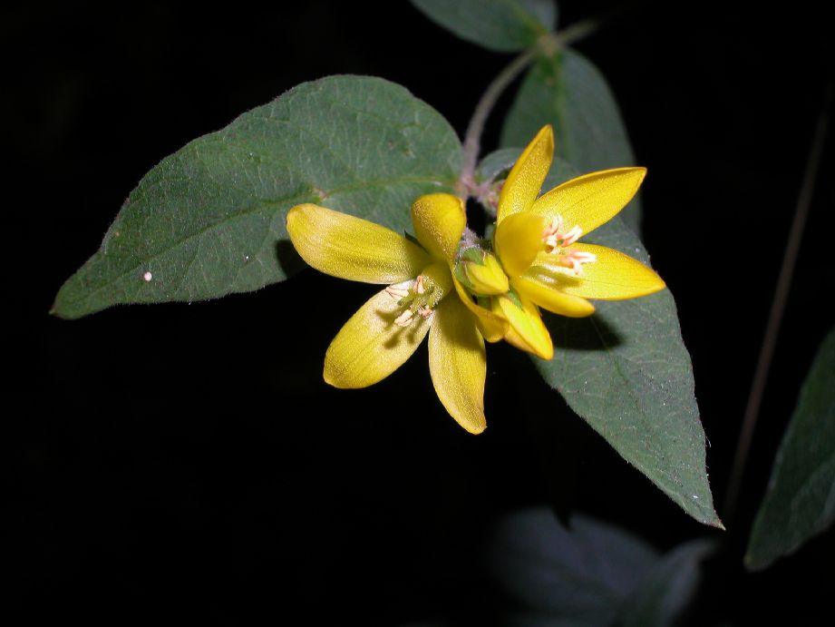 Primulaceae Lysimachia vulgaris