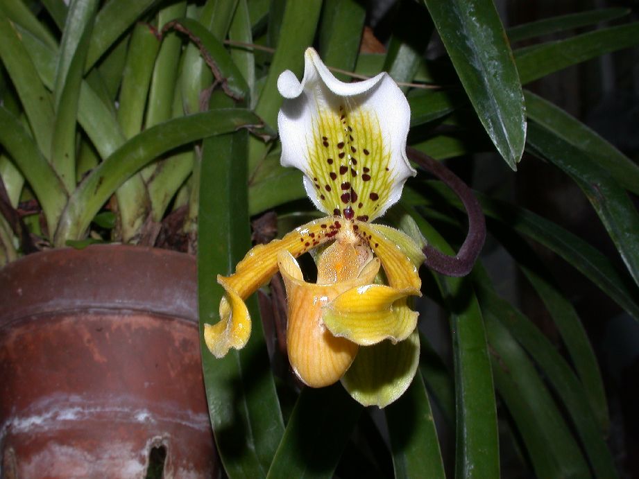 Orchidaceae Paphiopedilum 