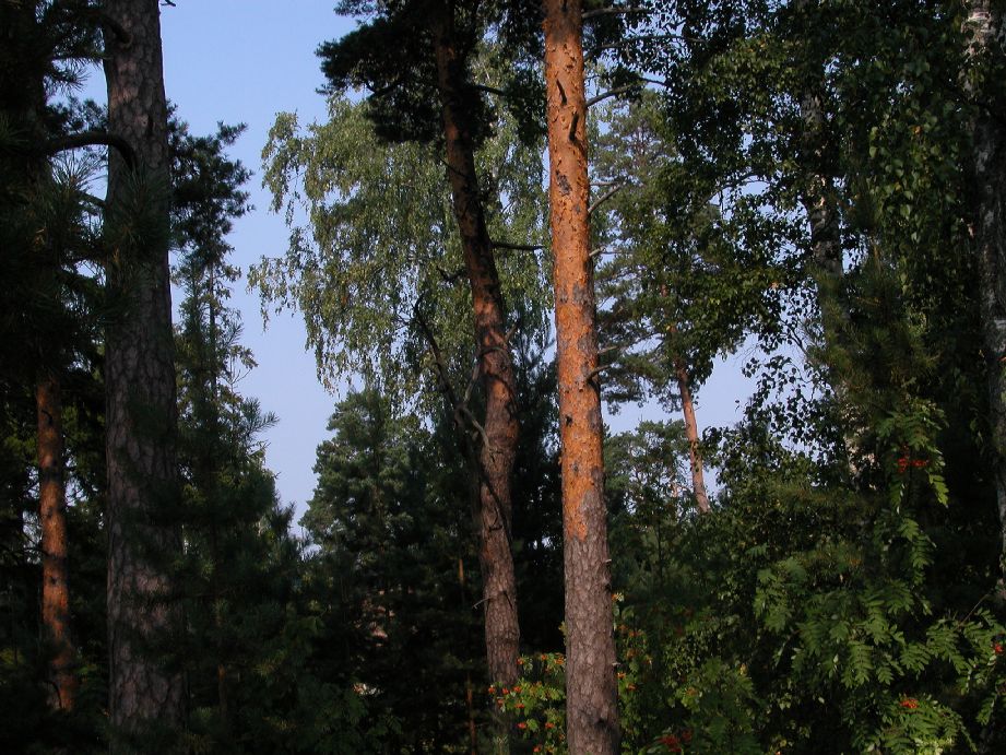 Pinaceae Pinus sylvestris