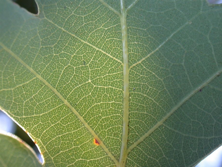 Fagaceae Quercus alba