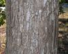 image of Quercus alba