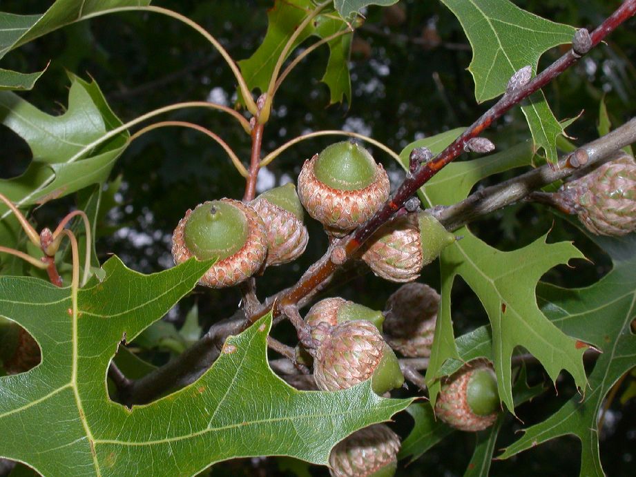 Fagaceae Quercus coccinea