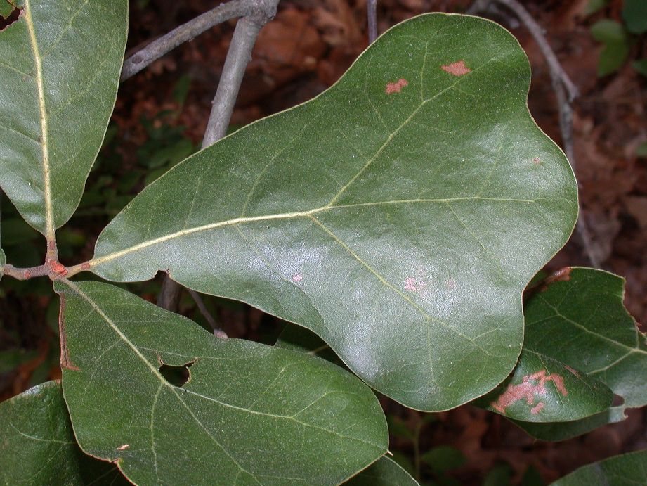 Fagaceae Quercus marilandica