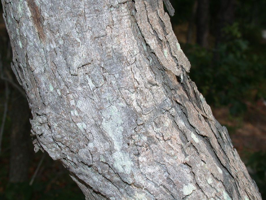Fagaceae Quercus stellata