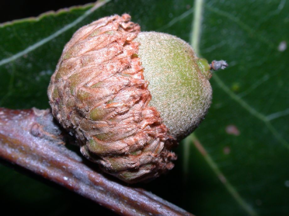Fagaceae Quercus velutina