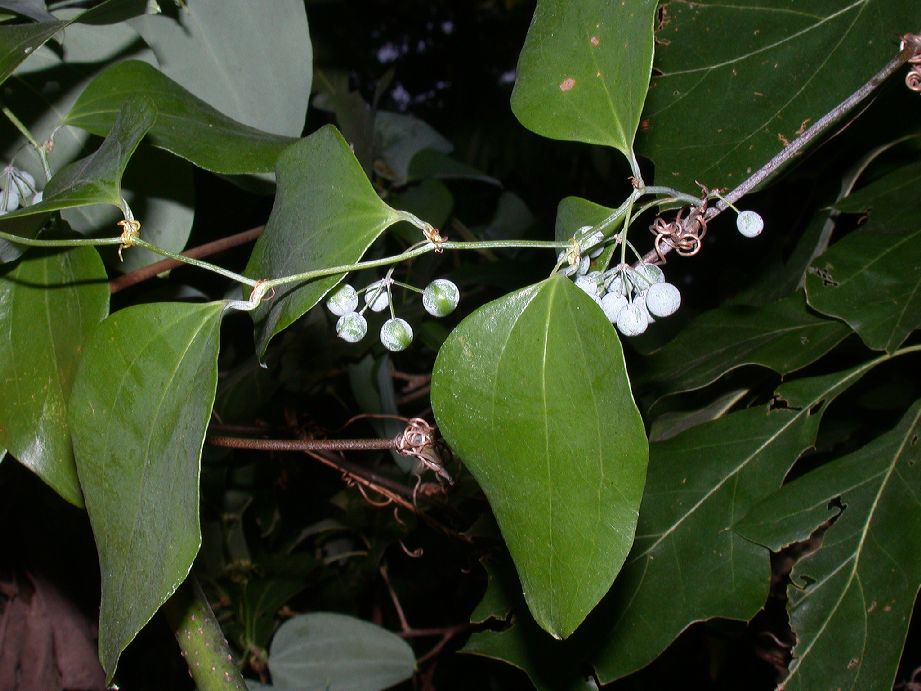 Smilacaceae Smilax glauca