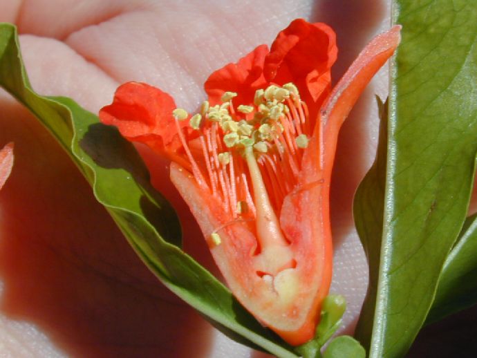 Lythraceae Punica granatum
