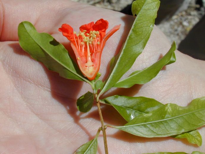 Lythraceae Punica granatum