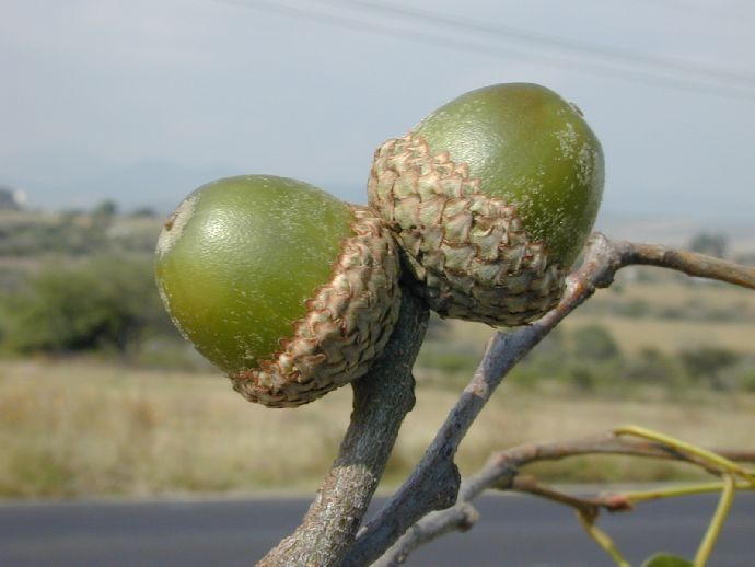 Fagaceae Quercus candicans