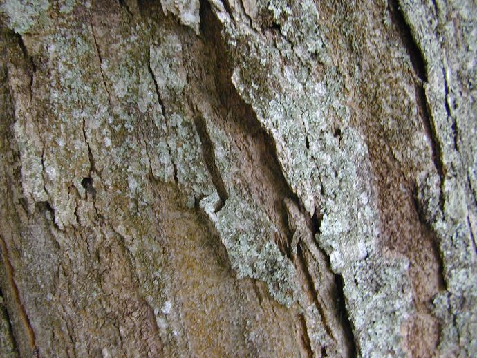 Fagaceae Quercus lancifolia