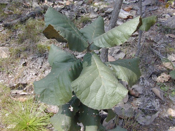 Fagaceae Quercus urbanii