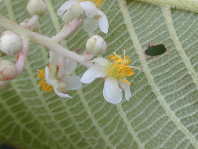 Actinidiaceae Saurauia cana