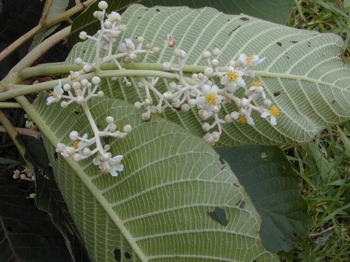 Actinidiaceae Saurauia cana