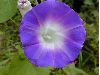 image of Ipomoea 