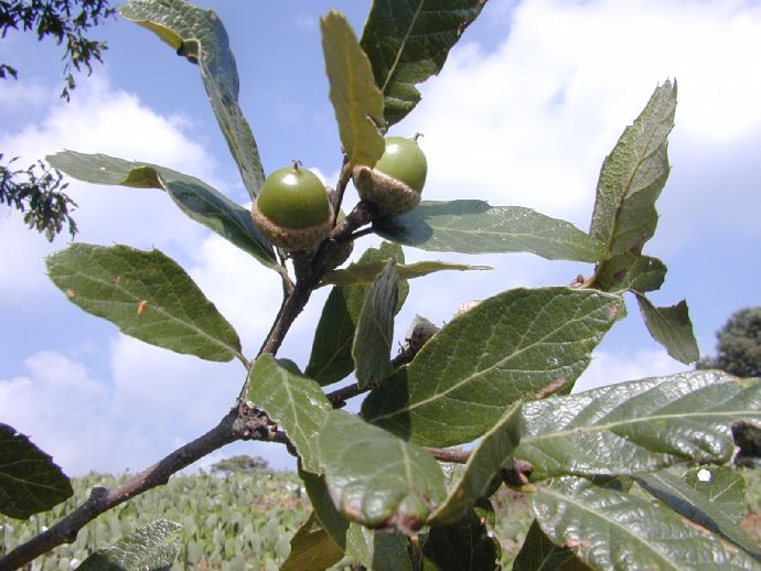 Fagaceae Quercus castanea