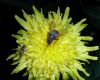 image of Sonchus 
