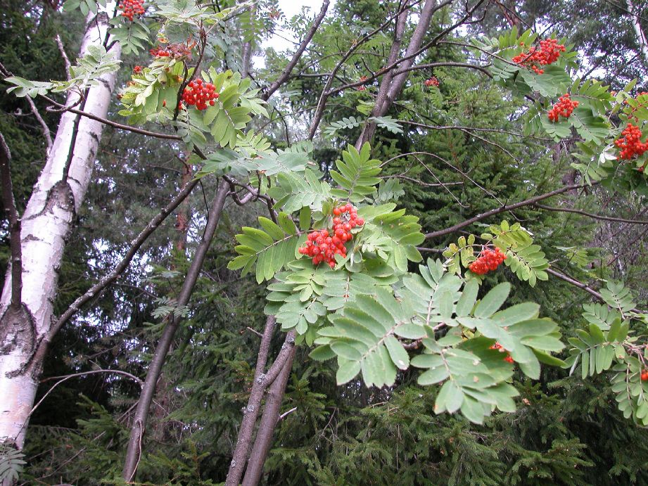 Rosaceae Sorbus aucuparia