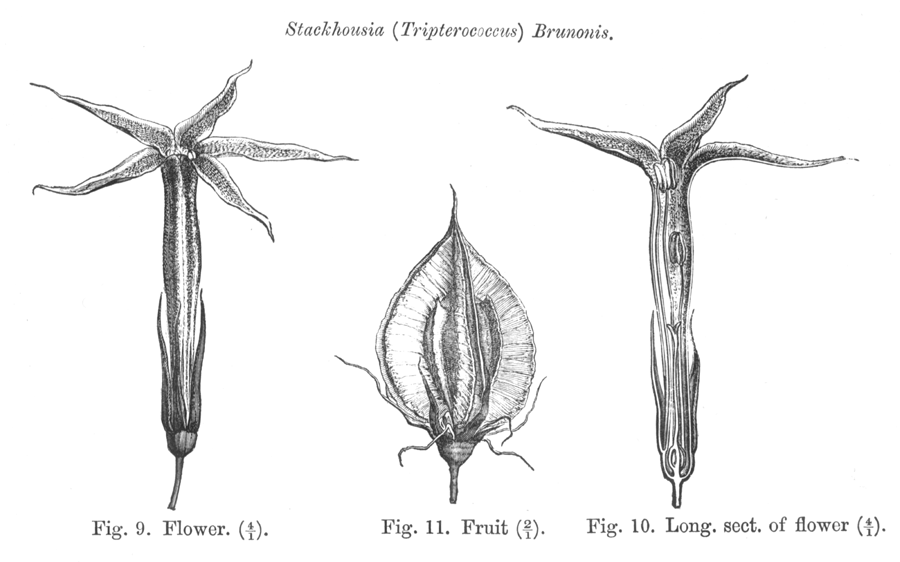 Celastraceae Stackhousia brunonis