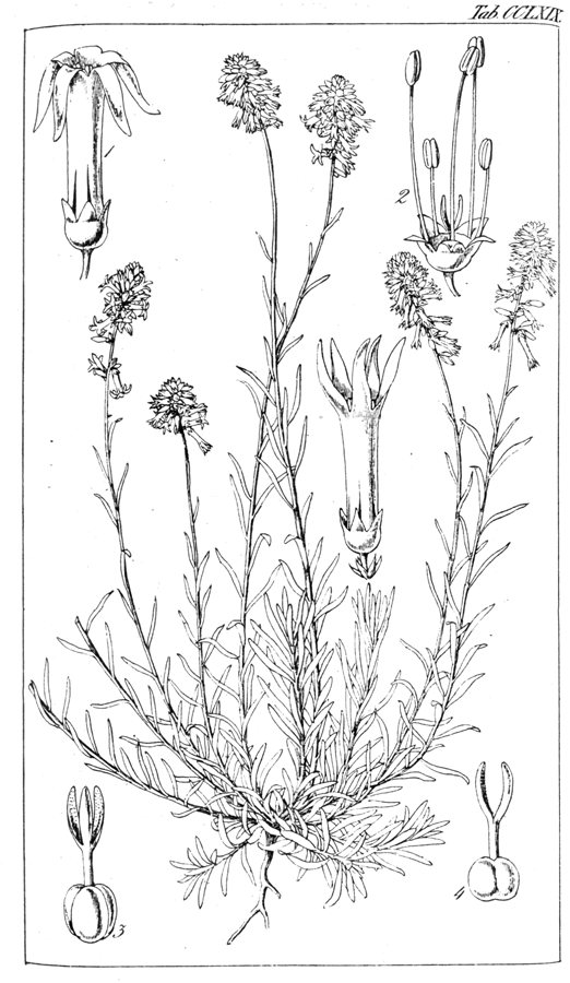 Celastraceae Stackhousia flava