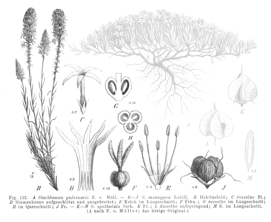 Celastraceae Stackhousia monogyna