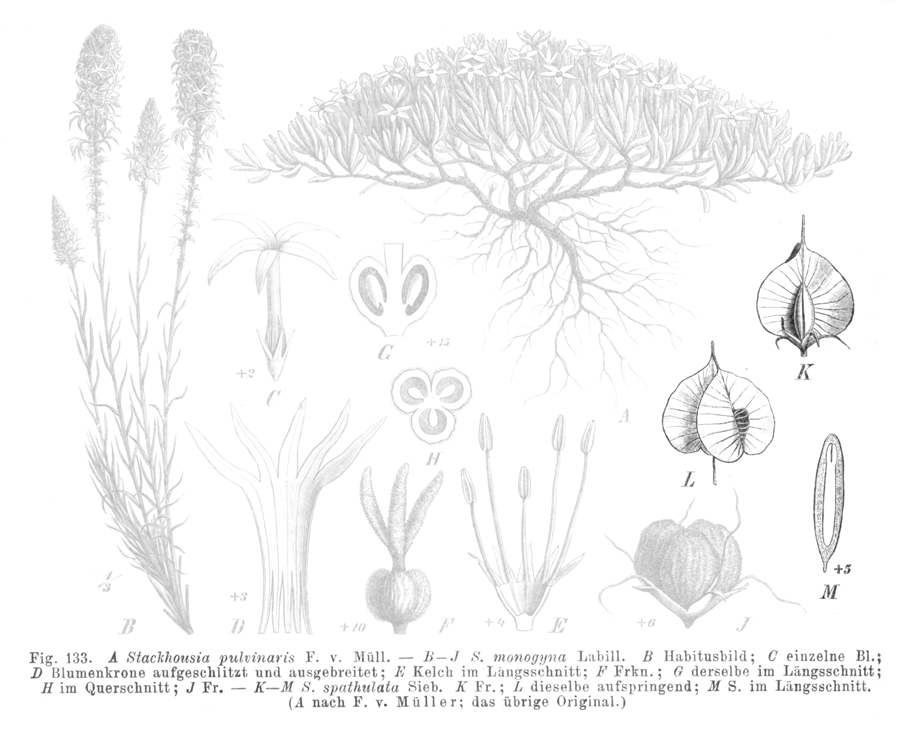 Celastraceae Stackhousia spathulata