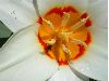 image of Tulipa 