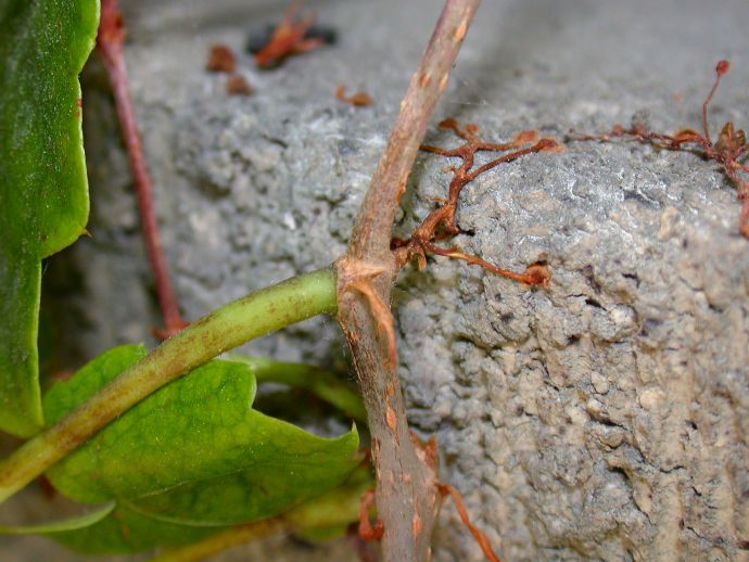 Vitaceae Parthenocissus tricuspidata