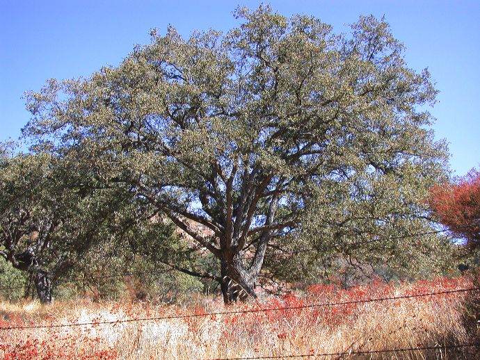 Fagaceae Quercus engelmannii
