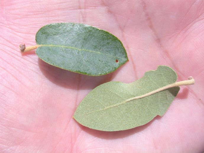 Fagaceae Quercus grisea