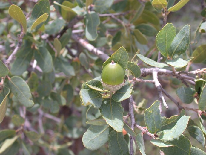 Fagaceae Quercus grisea
