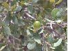 image of Quercus grisea