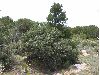 image of Quercus grisea