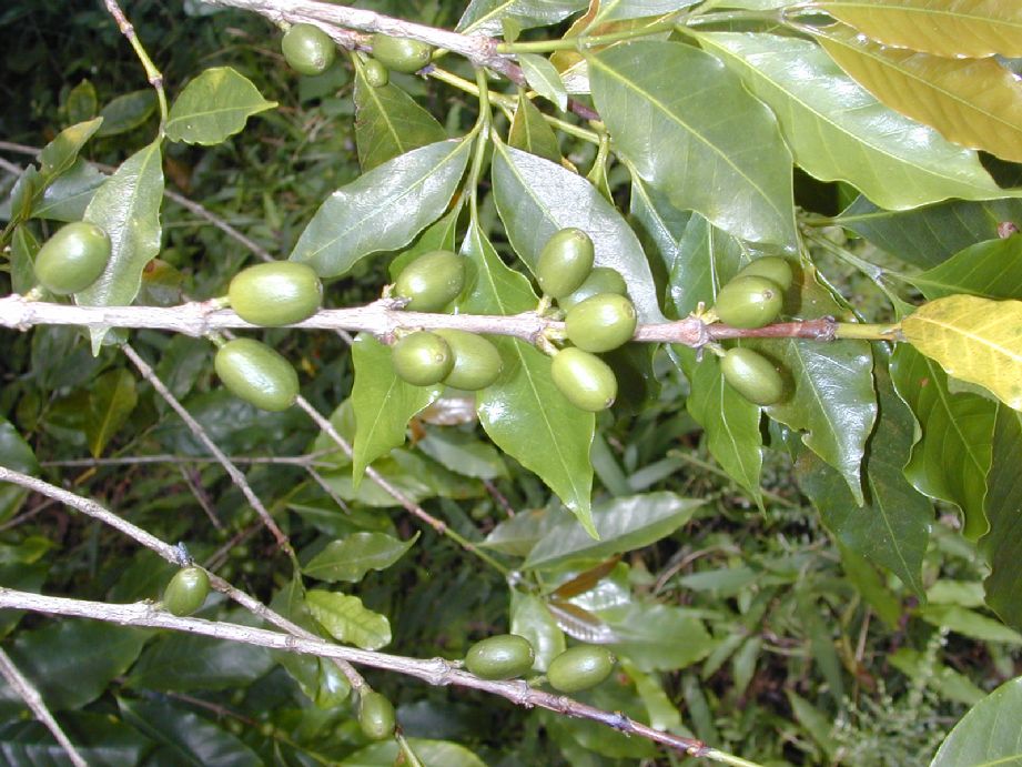 Rubiaceae Coffea arabica