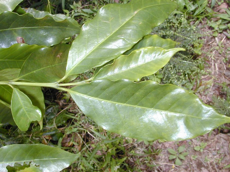 Rubiaceae Coffea arabica