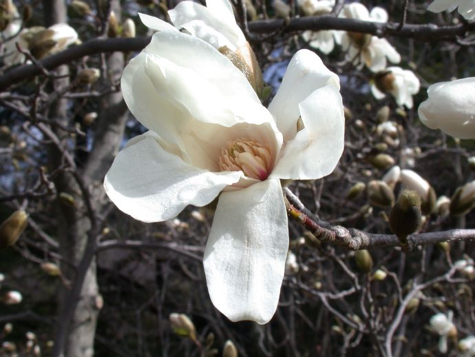 Magnoliaceae Magnolia X Loebneri